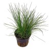 Eleocharis acicularis
