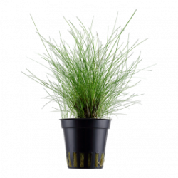 Eleocharis parvula
