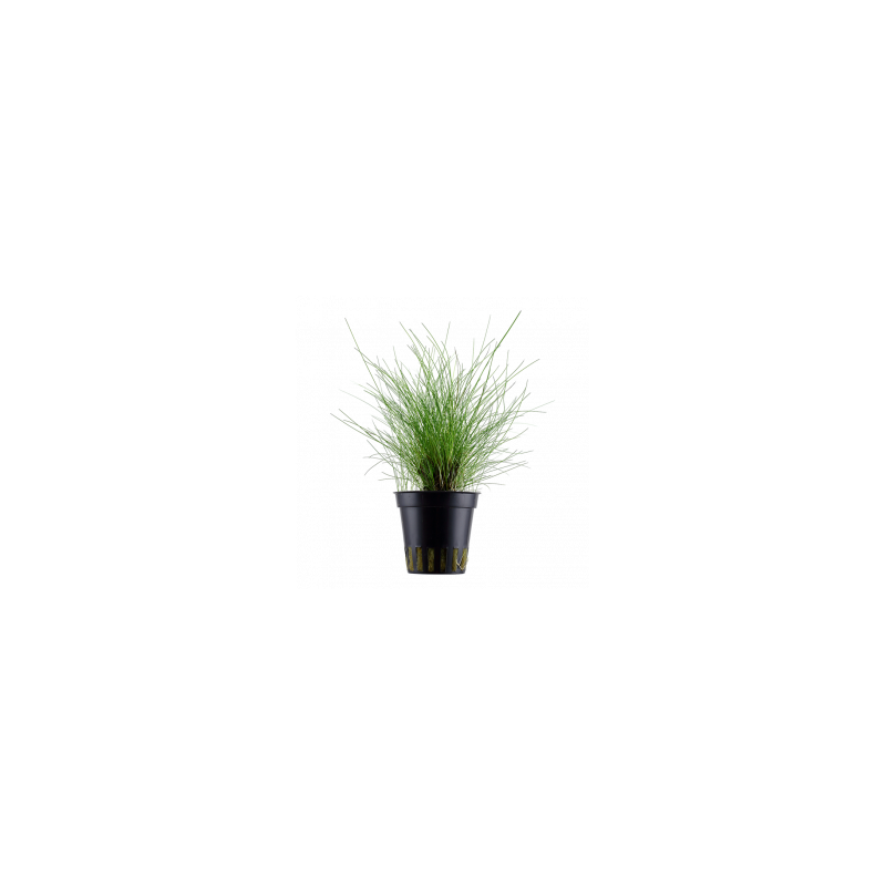 Eleocharis parvula
