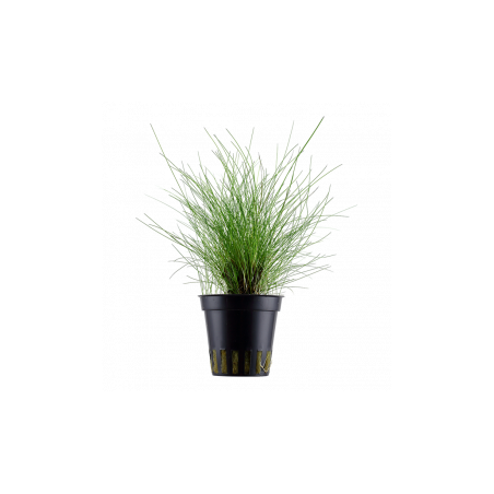 Eleocharis parvula