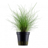 Eleocharis parvula