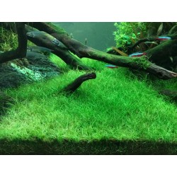 Eleocharis acicularis mini