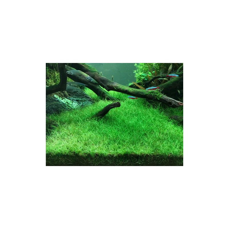 Eleocharis acicularis mini