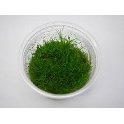 Eleocharis acicularis mini