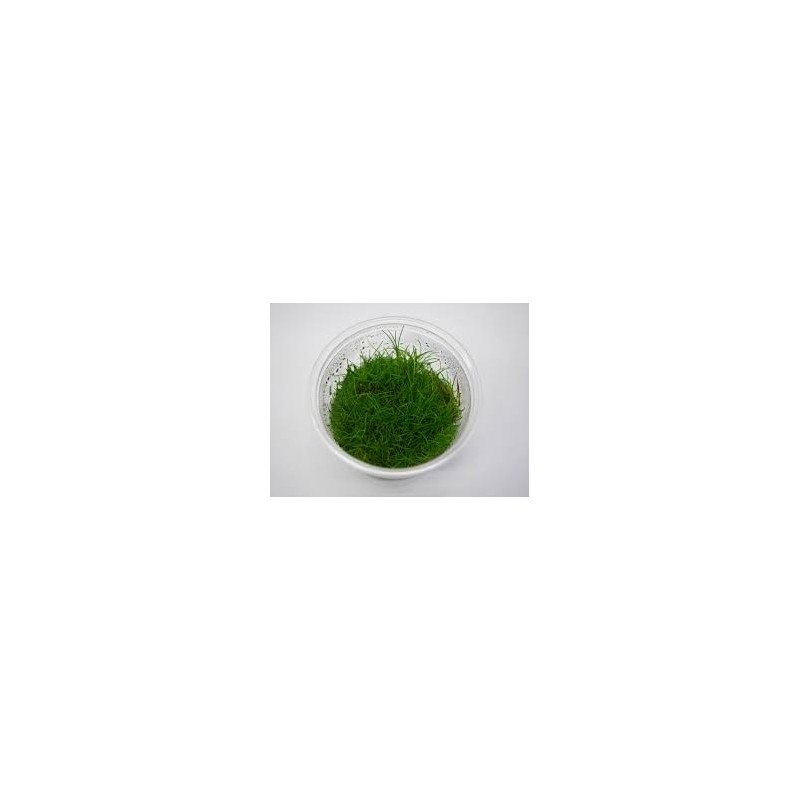 Eleocharis acicularis mini