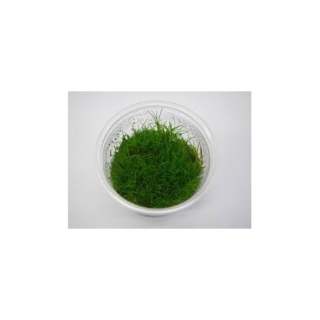 Eleocharis acicularis mini