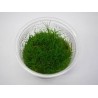 Eleocharis acicularis mini