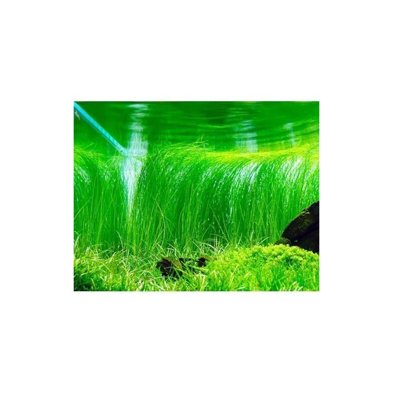 Eleocharis montevidensis