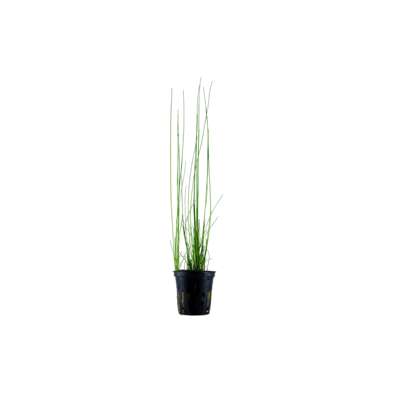 Eleocharis montevidensis
