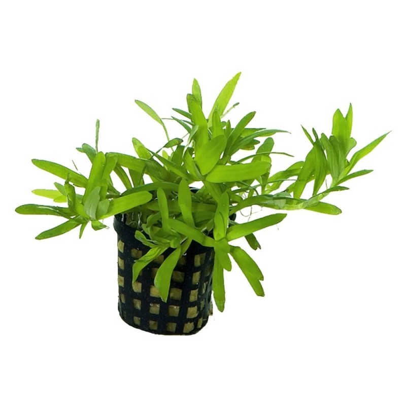 Heteranthera zosterifolia