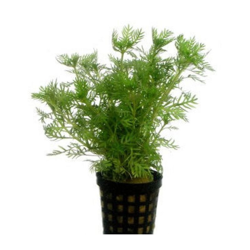 Hottonia inflata