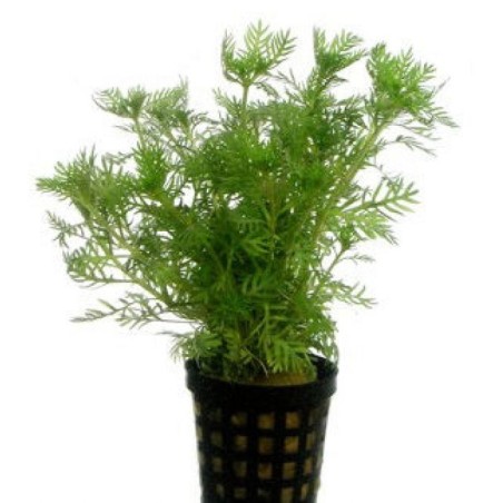 Hottonia inflata