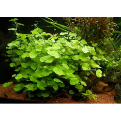 Hydrocotyle leucocephala