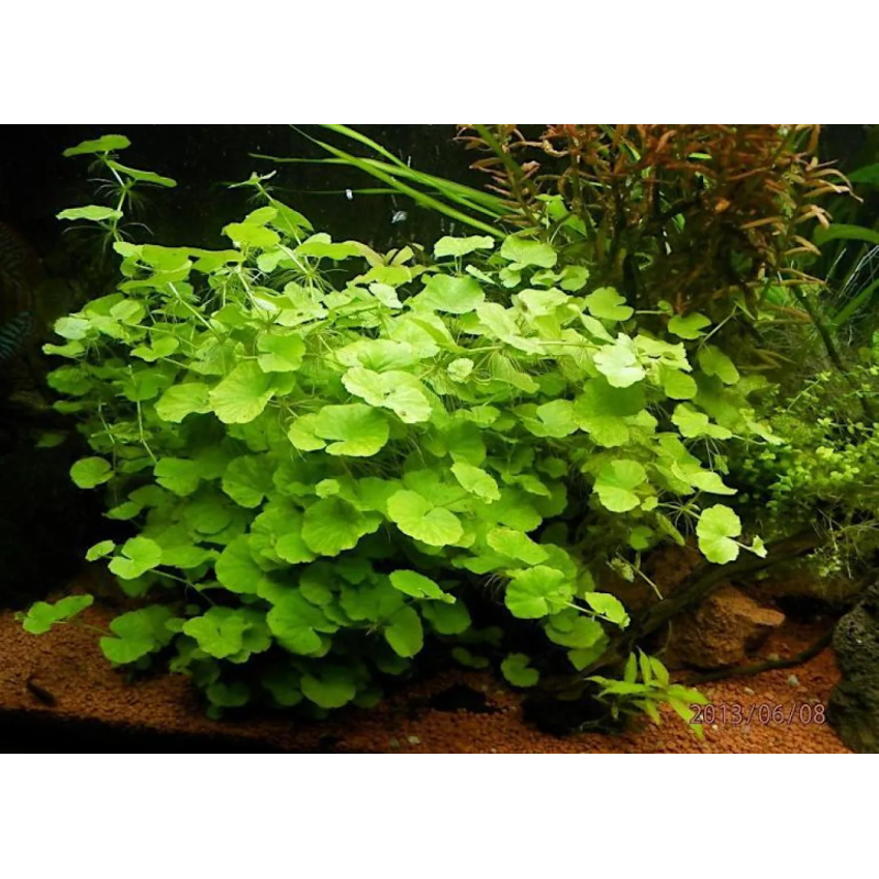 Hydrocotyle leucocephala Hydrocotyle leucocephala