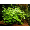 Hydrocotyle leucocephala