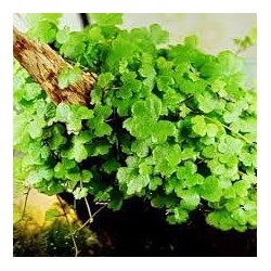 Hydrocotyle tripartita japan