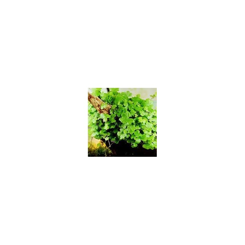 Hydrocotyle tripartita japan Hydrocotyle tripartita japan