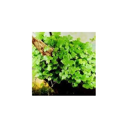 Hydrocotyle tripartita japan