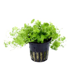 Hydrocotyle tripartita japan