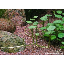 Hydrocotyle verticillata