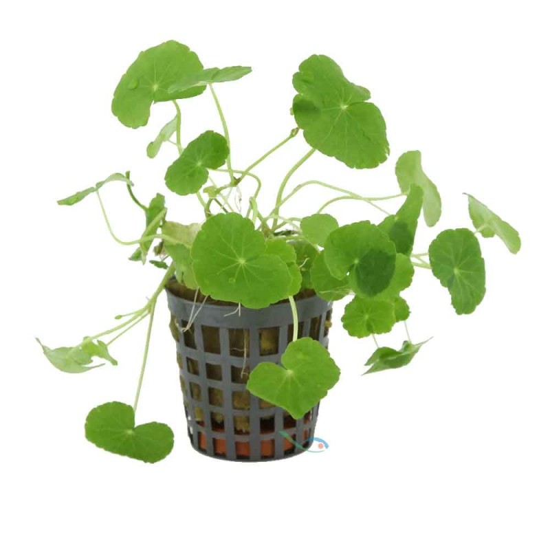 Hydrocotyle verticillata