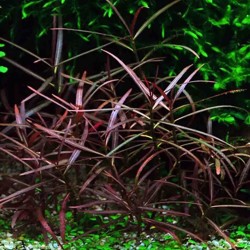 Hygrophila lancea araguaia