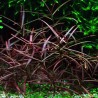 Hygrophila lancea araguaia