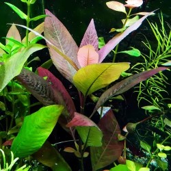 Hygrophila corymbosa cherry leaf