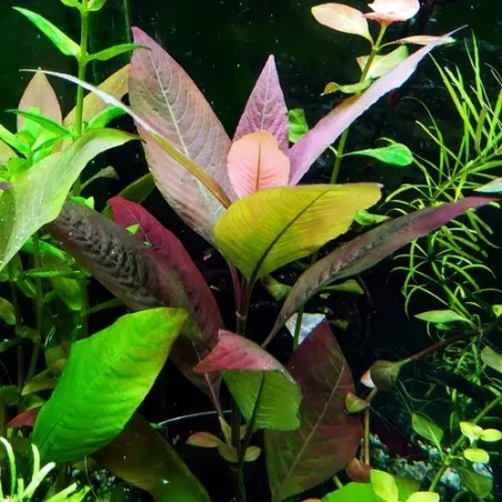Hygrophila corymbosa cherry leaf