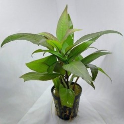 Hygrophila corymbosa cherry leaf