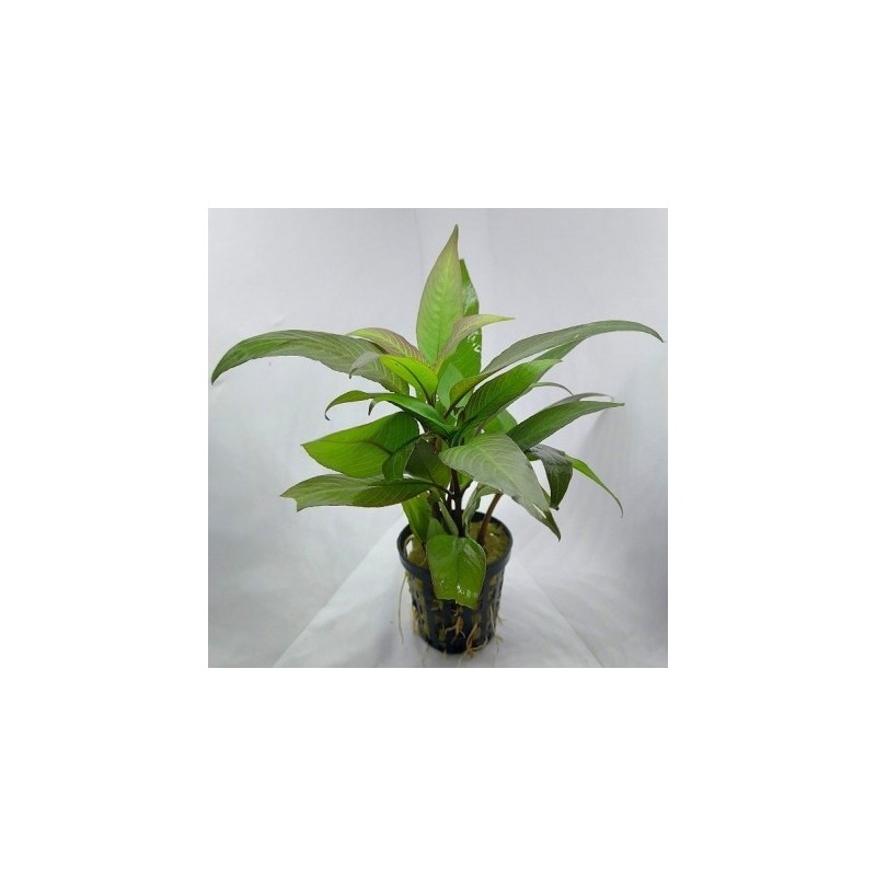 Hygrophila corymbosa cherry leaf