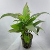 Hygrophila corymbosa cherry leaf