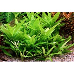 Hygrophila corymbosa