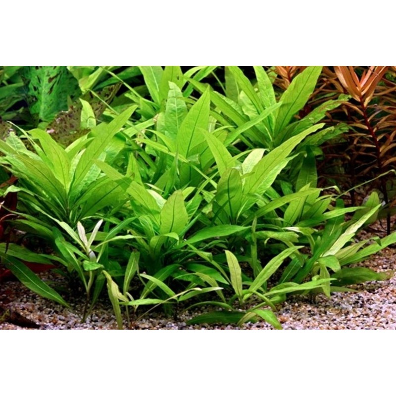 Hygrophila corymbosa Hygrophila corymbosa