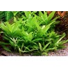 Hygrophila corymbosa