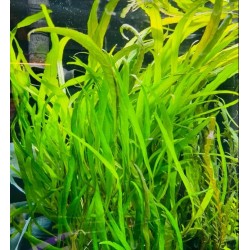 Hygrophyla corimbosa angustifolia