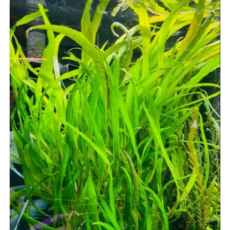 Hygrophyla corimbosa angustifolia