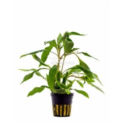 Hygrophyla corimbosa angustifolia