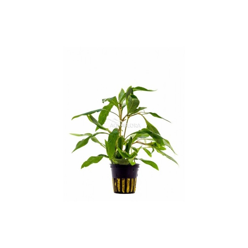 Hygrophyla corimbosa angustifolia