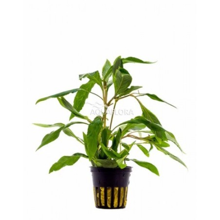 Hygrophyla corimbosa angustifolia