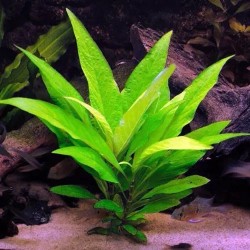 Hygrophyla corymbosa stricta  narrow