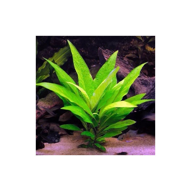 Hygrophyla corymbosa stricta narrow Hygrophyla corymbosa stricta narrow