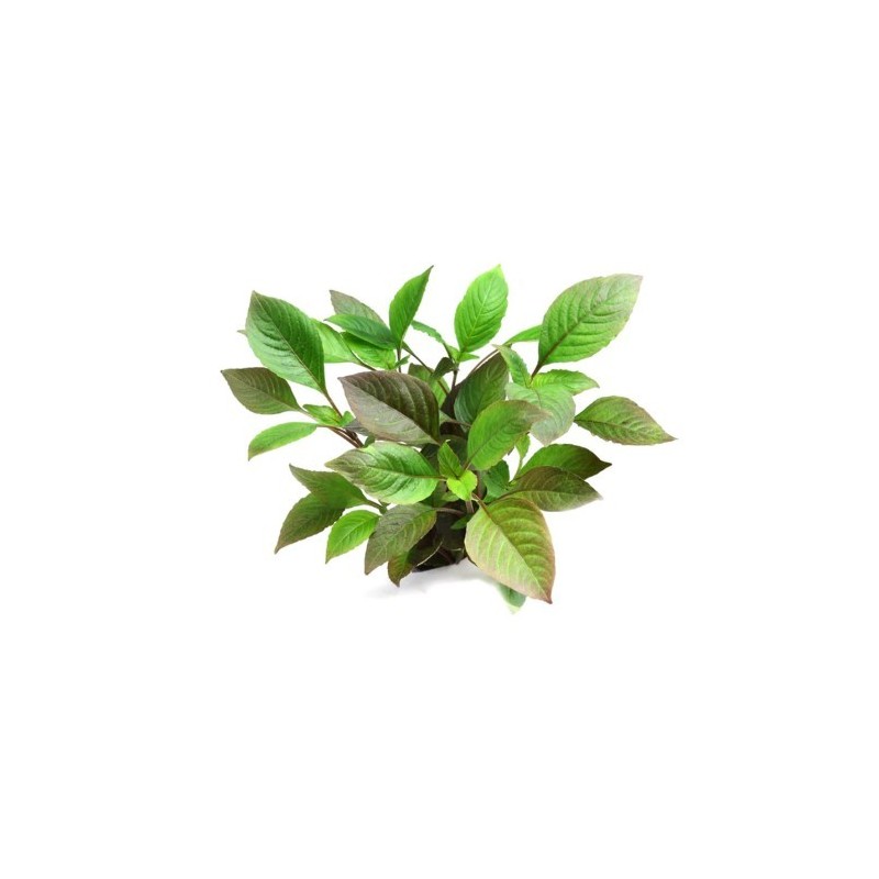 Hygrophyla corymbosa stricta  narrow