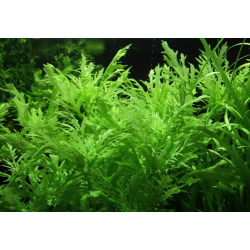 Hygrophila difformis