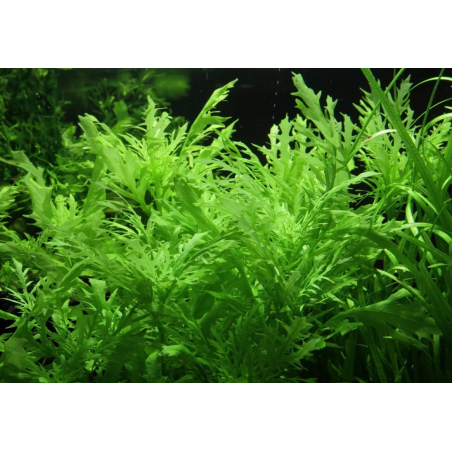 Hygrophila difformis