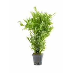 Hygrophila difformis