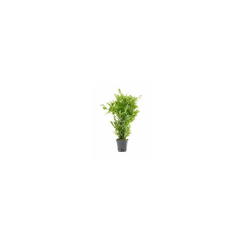 Hygrophila difformis