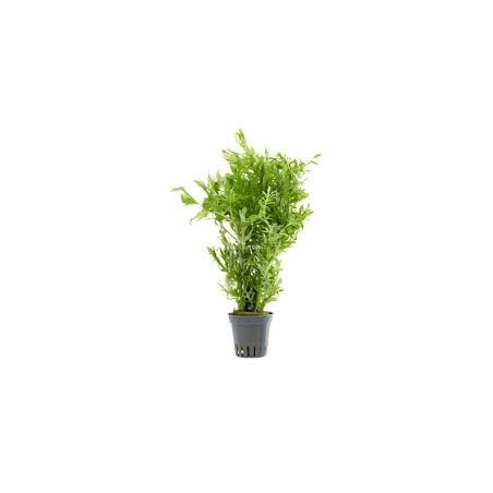 Hygrophila difformis