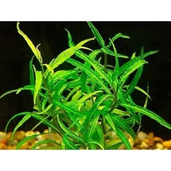 Hygrophila pantanal wavy