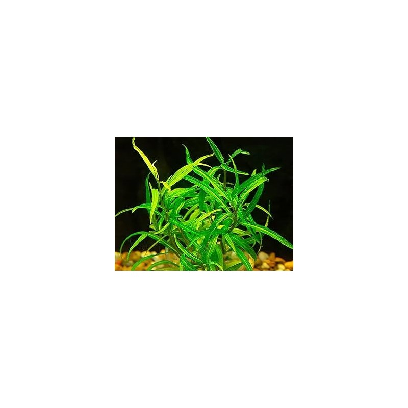 Hygrophila pantanal wavy